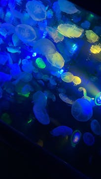 すみだ水族館に投稿された画像（2020/7/26）