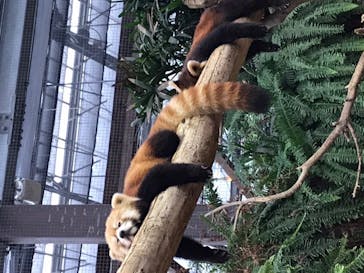 神戸どうぶつ王国に投稿された画像（2020/7/26）