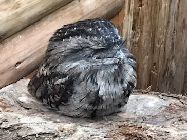 神戸どうぶつ王国に投稿された画像（2020/7/26）