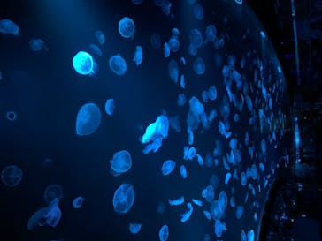 すみだ水族館に投稿された画像（2020/7/26）