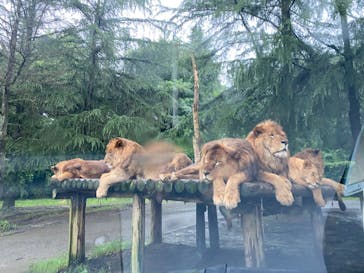 群馬サファリパークに投稿された画像（2020/7/26）