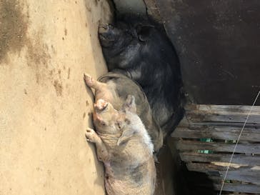 成田ゆめ牧場に投稿された画像（2020/7/26）