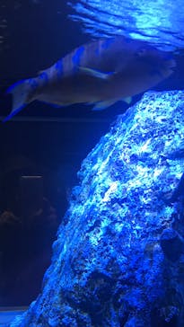 すみだ水族館に投稿された画像（2020/7/26）