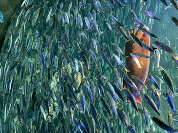 サンシャイン水族館に投稿された画像（2020/7/26）