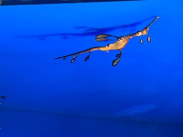 サンシャイン水族館に投稿された画像（2020/7/26）