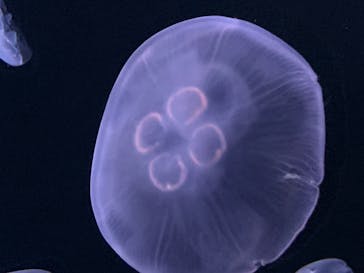 サンシャイン水族館に投稿された画像（2020/7/26）