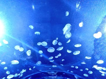 サンシャイン水族館に投稿された画像（2020/7/26）