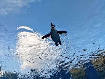 サンシャイン水族館に投稿された画像（2020/7/26）