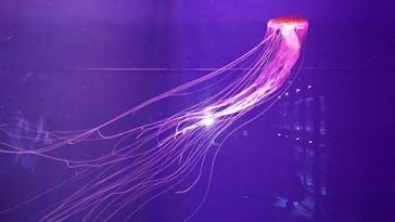 すみだ水族館に投稿された画像（2020/7/26）