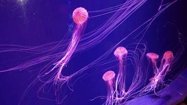 すみだ水族館に投稿された画像（2020/7/26）