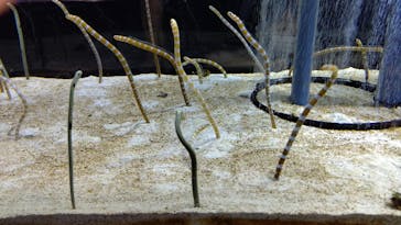 すみだ水族館に投稿された画像（2020/7/26）