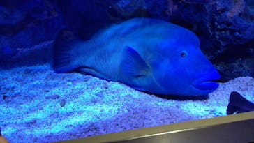 すみだ水族館に投稿された画像（2020/7/26）