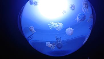 サンシャイン水族館に投稿された画像（2020/7/26）