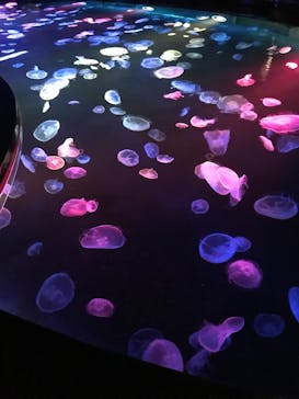 すみだ水族館に投稿された画像（2020/7/26）