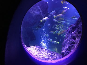 すみだ水族館に投稿された画像（2020/7/26）