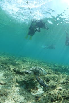 屋久島ガイドクラブに投稿された画像（2020/7/23）