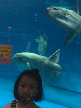 アクアワールド茨城県大洗水族館に投稿された画像（2020/7/26）