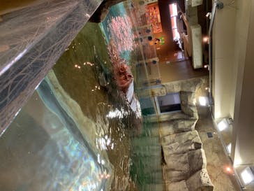 旭川市旭山動物園に投稿された画像（2020/7/26）