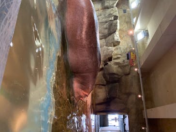 旭川市旭山動物園に投稿された画像（2020/7/26）