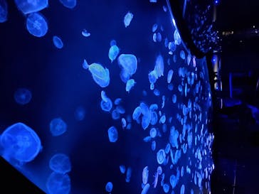 すみだ水族館に投稿された画像（2020/7/26）