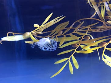 ゼロ距離水族館 伊勢シーパラダイスに投稿された画像（2020/7/26）