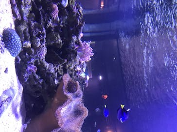 ゼロ距離水族館 伊勢シーパラダイスに投稿された画像（2020/7/26）