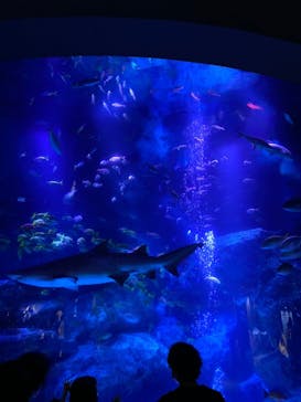 すみだ水族館に投稿された画像（2020/7/26）