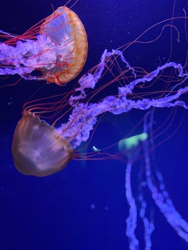 すみだ水族館に投稿された画像（2020/7/26）