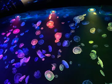 すみだ水族館に投稿された画像（2020/7/26）