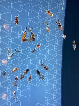 すみだ水族館に投稿された画像（2020/7/26）