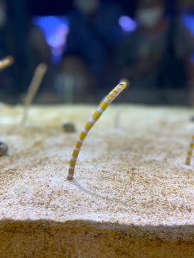 すみだ水族館に投稿された画像（2020/7/26）