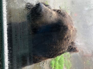 のぼりべつクマ牧場に投稿された画像（2020/7/26）