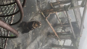 のぼりべつクマ牧場に投稿された画像（2020/7/26）