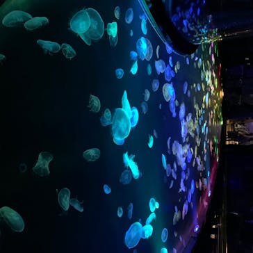 すみだ水族館に投稿された画像（2020/7/26）