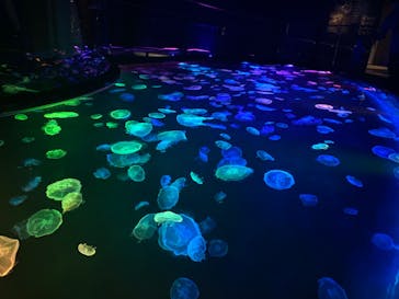 すみだ水族館に投稿された画像（2020/7/27）