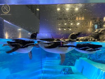 すみだ水族館に投稿された画像（2020/7/27）
