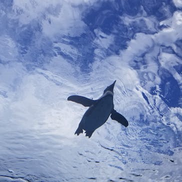 サンシャイン水族館に投稿された画像（2020/7/27）