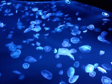 すみだ水族館に投稿された画像（2020/7/27）