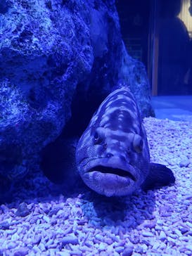 すみだ水族館に投稿された画像（2020/7/27）