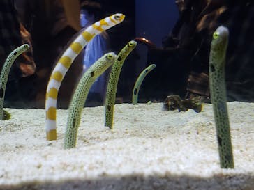 すみだ水族館に投稿された画像（2020/7/27）