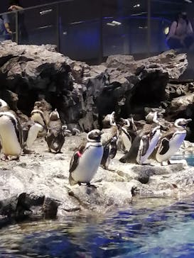 すみだ水族館に投稿された画像（2020/7/27）