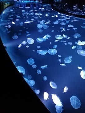 すみだ水族館に投稿された画像（2020/7/27）