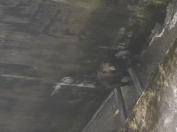 のぼりべつクマ牧場に投稿された画像（2020/7/27）