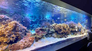 鳥羽水族館に投稿された画像（2020/7/27）