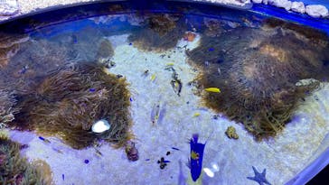 鳥羽水族館に投稿された画像（2020/7/27）