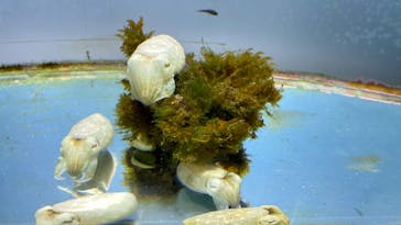 鳥羽水族館に投稿された画像（2020/7/27）