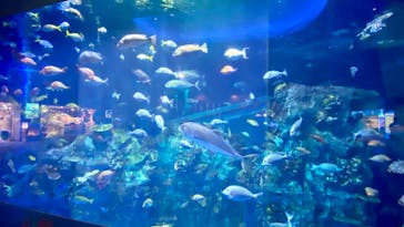 鳥羽水族館に投稿された画像（2020/7/27）