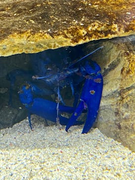 鳥羽水族館に投稿された画像（2020/7/27）