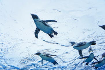 サンシャイン水族館に投稿された画像（2020/7/27）