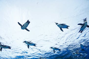 サンシャイン水族館に投稿された画像（2020/7/27）